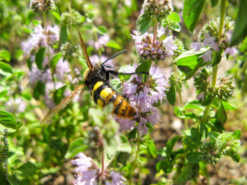  Pennyroyal  Mentha pulegium A bee. A honeybee sits on purple  mentha pulegium flower at sunny summer day