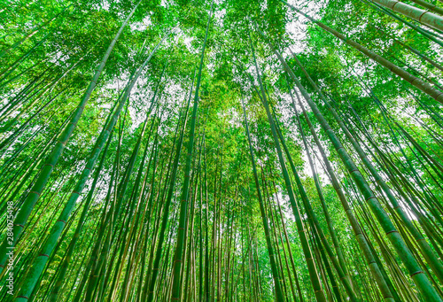 Bamboo grove in Kyoto Japan with morning sun blackground image.
