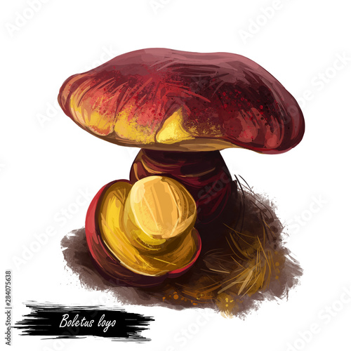 Boletus loyo, Boletaceae family type mushroom digital art illustration. Clipart vegetable fungus with big cap and colored body, ingredient bolete mushrooms. Picking various vegetables season photo