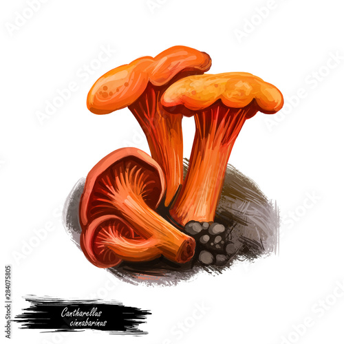 Cantharellus cinnabarinus, genus Cantharellus digital art illustration. Hardwood ingredient natural organic raw food, vegetable closeup. Clipart nature veggie fungi group growing in wood on ground photo