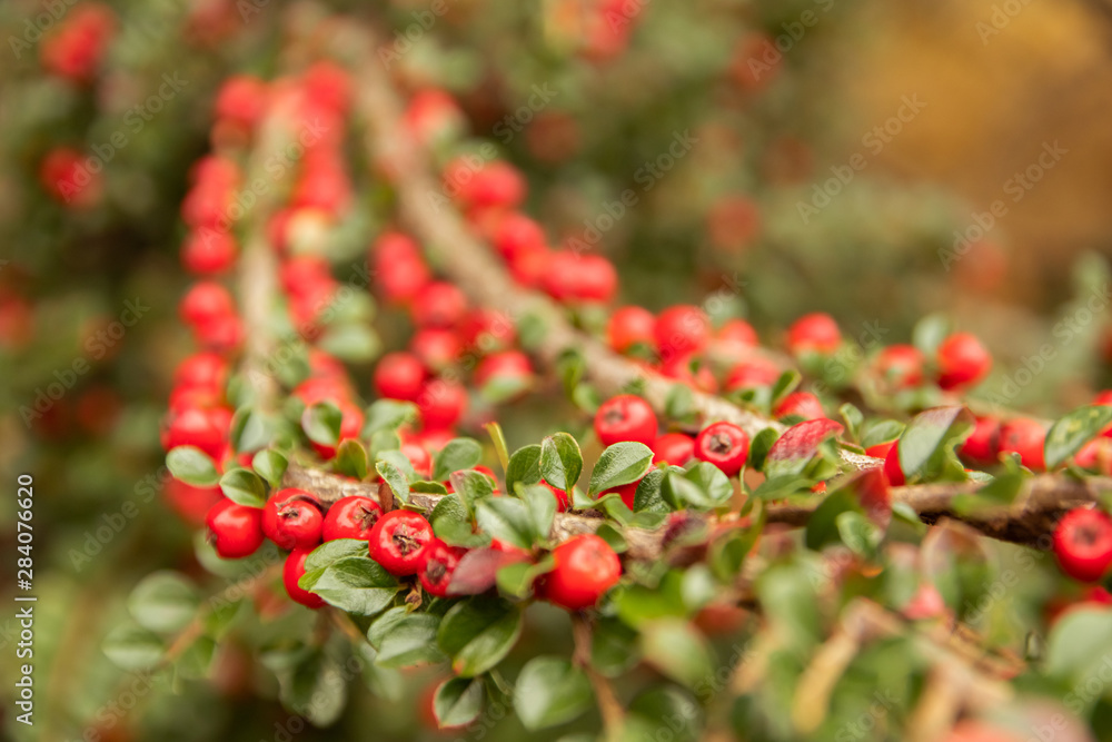 elective focus close up colorful of many bright red berries or bearberry cotoneaster
