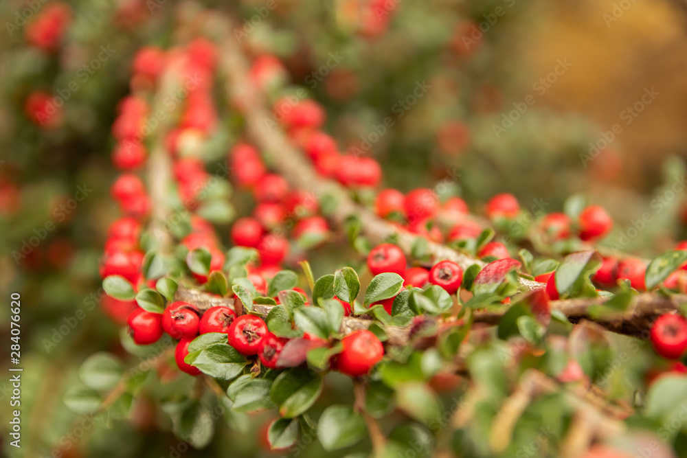 Obraz premium elective focus close up colorful of many bright red berries or bearberry cotoneaster