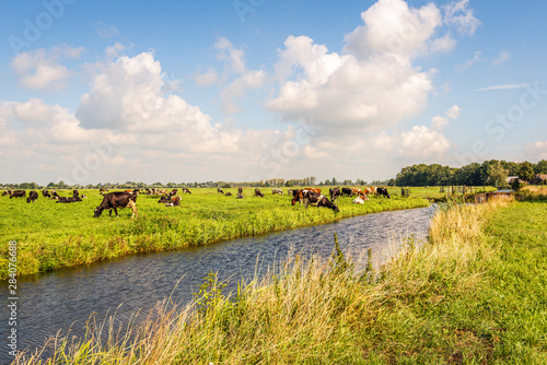 Typical Dutch polder landscape with cows