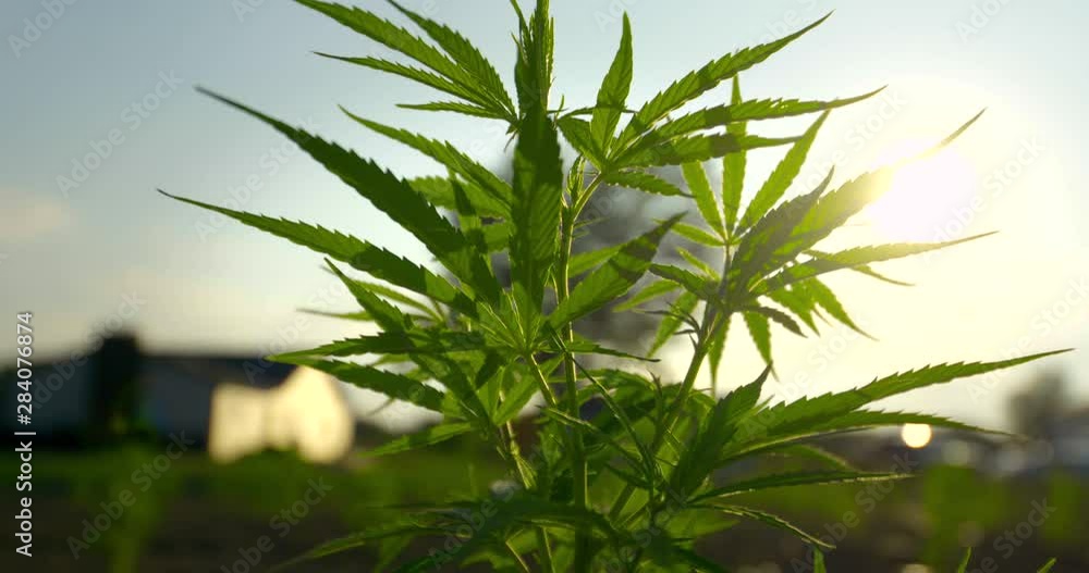 Cinematic Slow motion shot of CBD plant close up at sunny golden hour with sun shine sun flare Cinematic Slow motion shot of CBD plant close up at sunny golden hour with sun shine sun flare