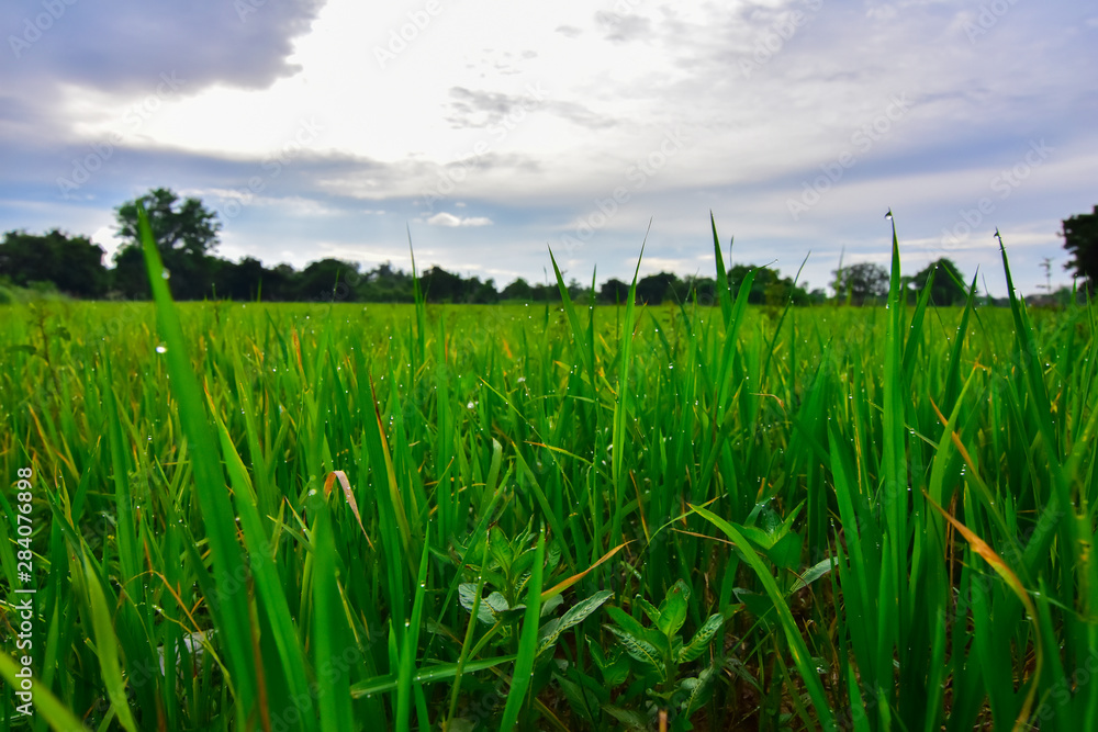 Dew and fields in the morning Dew and fields in the morning