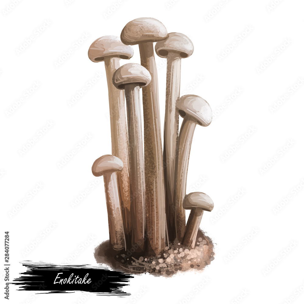 Enokitake Flammulina Velutipes Mushroom Japan Enoki Golden Needle Futu Or Lily Mushroom Futu Seafood Winter Fungus Velvet Foot Stem Shank Digital Art Illustration Natural Food Autumn Harvest Stock Illustration Adobe Stock Enokitake Flammulina Velutipes Mushroom Japan Enoki Golden Needle Futu Or Lily Mushroom Futu Seafood Winter Fungus Velvet Foot Stem Shank Digital Art Illustration Natural Food Autumn Harvest Stock Illustration Adobe Stock