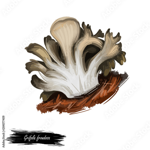 Grifola frondosa polypore mushroom grows in clusters at trees, hen of the woods, rams and sheeps head. Edible fungus isolated on white. Digital art illustration, natural food autumn harvest fall crop.