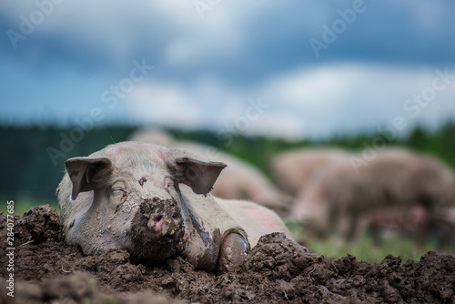 Pig rolling in the dirt