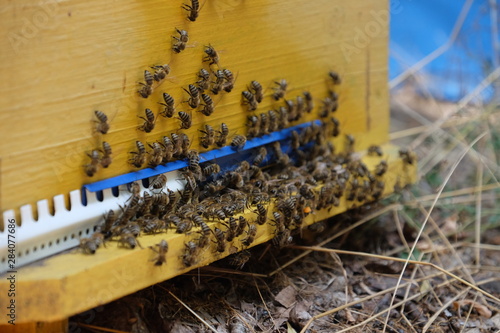 Apiculture, healthy products, organic food, honey, honeycomb, bee hive, hive honey harvesting photo