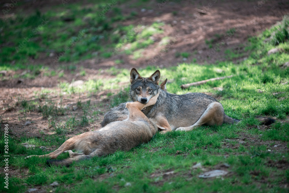 Wolves fighting ofer slab of meat Wolves fighting ofer slab of meat
