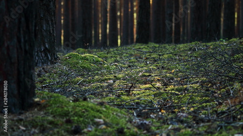 Fototapeta Naklejka Na Ścianę i Meble -  Forest