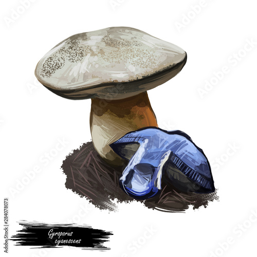 Gyroporus cyanescens bluing or cornflower bolete, species of bolete fungus in Gyroporaceae isolated on white. Digital art illustration, natural food, package label. Autumn harvest fungi on grass. photo