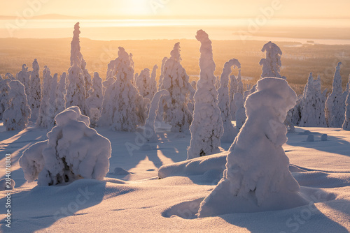 Riisitunturi national park at golden sunrise with silhouette of snow packed trees near Kuusamo in Posio, Finland photo