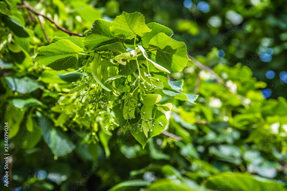 The Common lime tree (Tilia europaea) in close up
