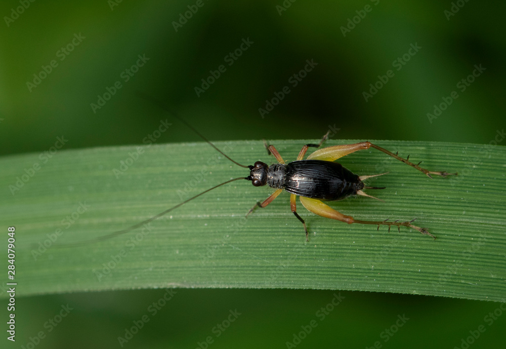 Naklejka premium Trigonidiinae Cricket (Metioche sp) on green leaf