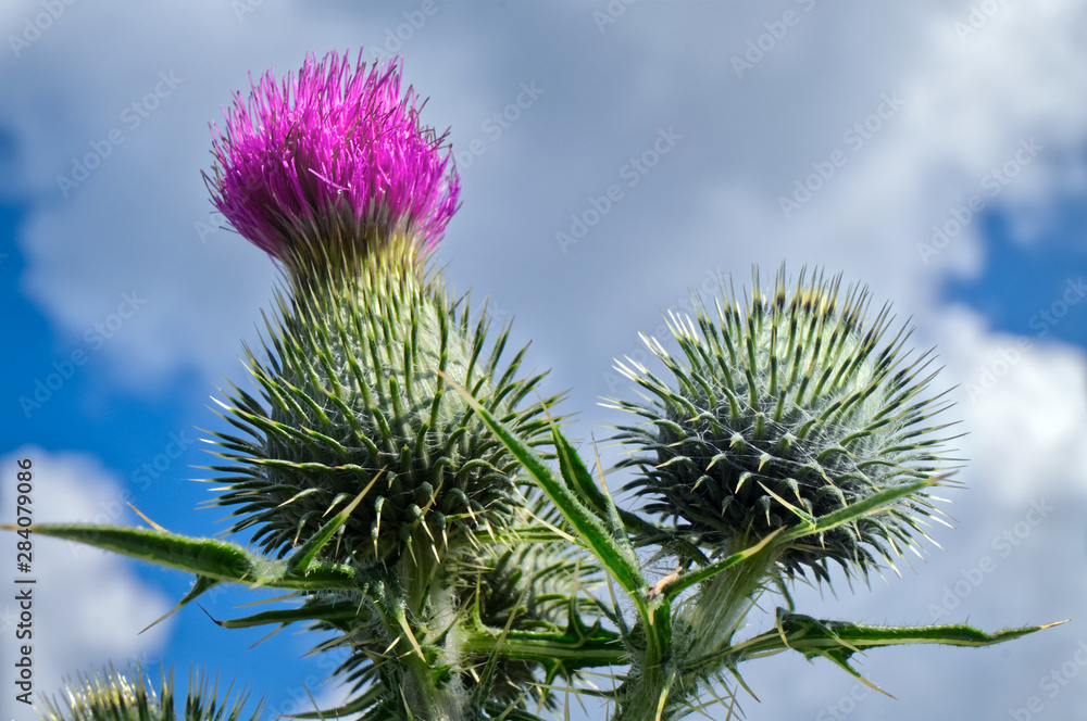 Thistle. Purple flower, sharp large needles and a bud against a blue sky with white clouds. Thistle. Purple flower, sharp large needles and a bud against a blue sky with white clouds.