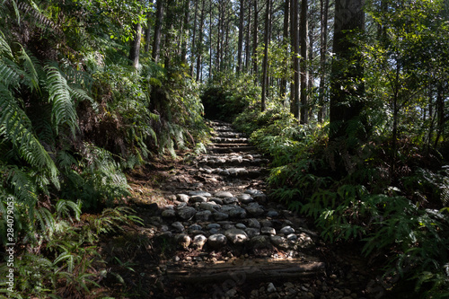 Stone steps winding through the forest on Kumano Kodo trail photo