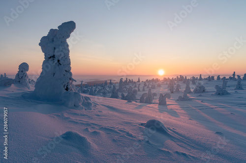 Snow packed trees against sunrise in Riisitunturi National Park, Finland © Jamo Images