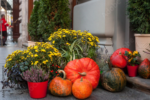 Thanksgiving decor near house with pumpkins, potted heather, chrysanthemums