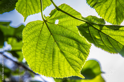 The Common lime tree (Tilia europaea) in close up