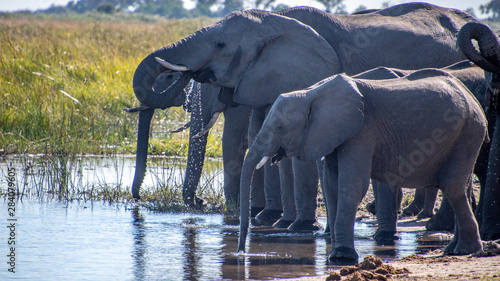 Elephant drinking in Chobe