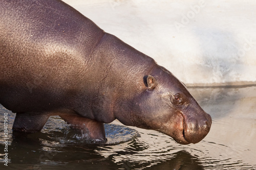 At the water. pygmy hippo  hippopotamus   is a cute little hippo.