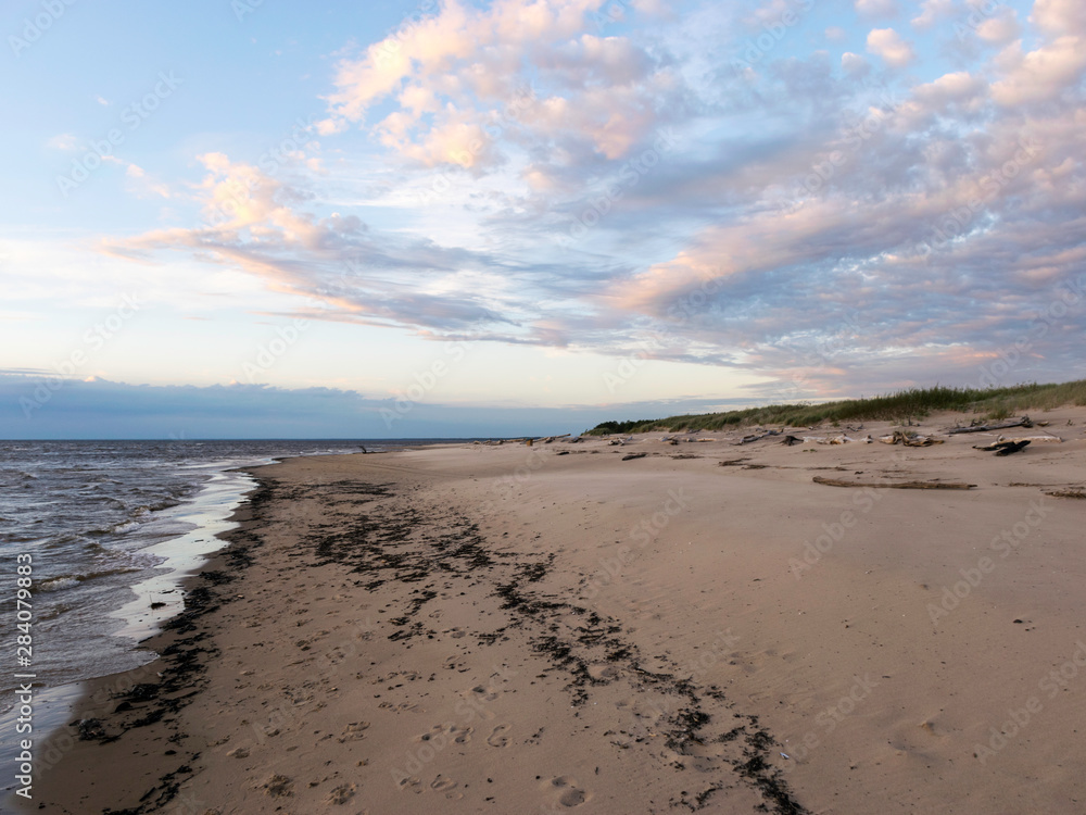 dry tree trunks sand dune on coast of Baltic Sea