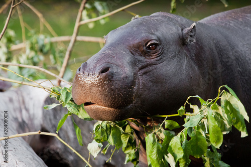 Cute hippo muzzle close-up, eyes on a background of greenery. pygmy hippo (hippopotamus)  is a cute little hippo.
