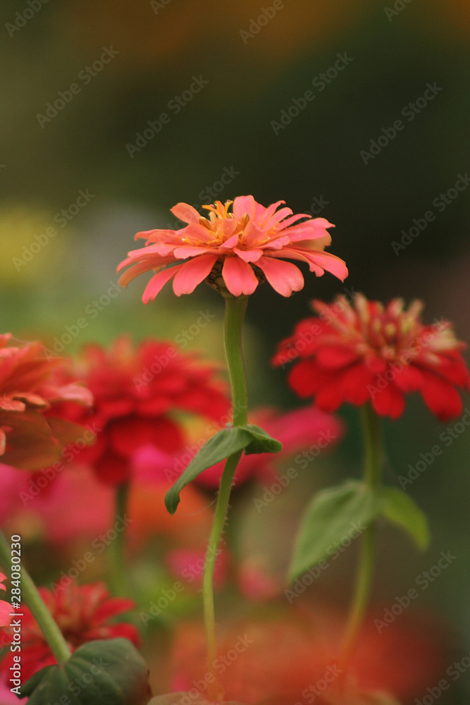 Dalia Flower Dalia Flower