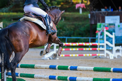 Horse in jumping tournament with rider, photographed from behind over the obstacle in jump..