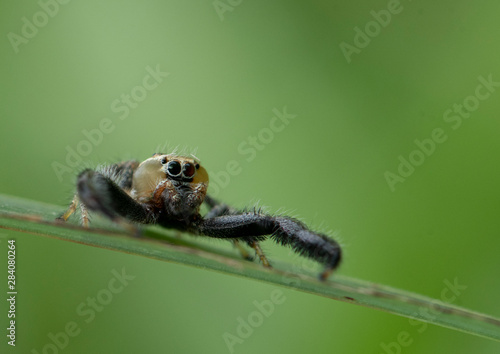 Thyene imperialis or jumping spider 