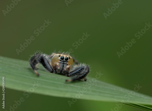 Thyene imperialis or jumping spider  photo