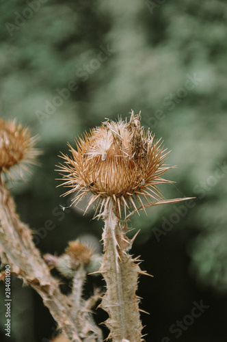 prickly dried plant burdock