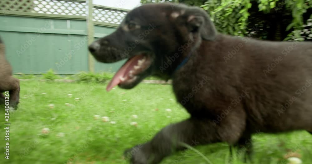 Puppies running and playing, chasing each other and the camera in backyard in 4K slow motion Puppies running and playing, chasing each other and the camera in backyard in 4K slow motion