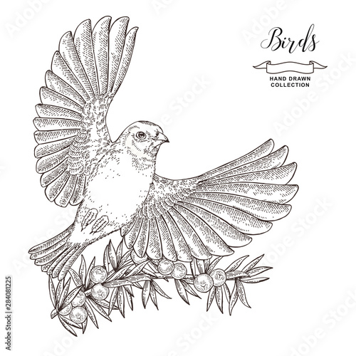 Hand drawn bird finch. Flying goldfinch and juniper branch. Vector illustration. Vintage engraving.