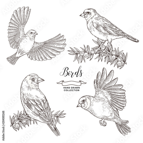 Hand drawn birds set. Goldfinch and juniper branch. Vector illustration. Vintage engraving.