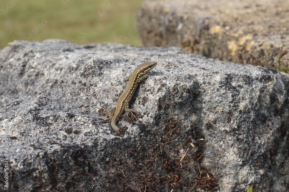 bébé lézard des murailles sur rocher - Repstile bébé lézard des murailles sur rocher - Repstile