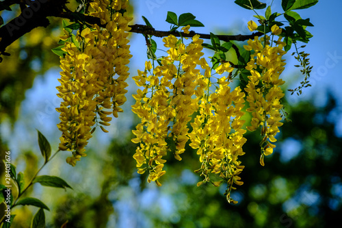 branch of a tree in spring