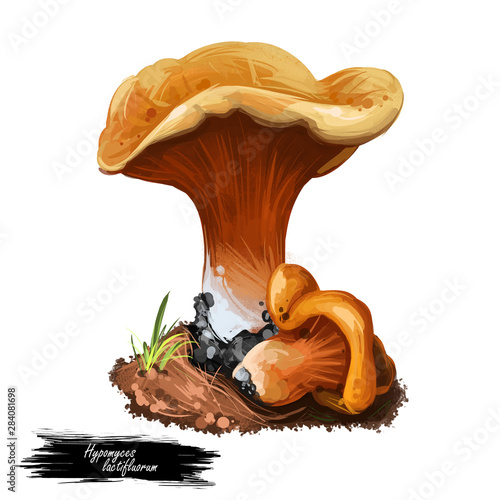 Hypomyces lactifluorum Lobster mushroom parasitic ascomycete fungus grows on certain species of mushrooms, turning reddish orange. Digital art illustration natural food. Autumn harvest fungi on grass photo