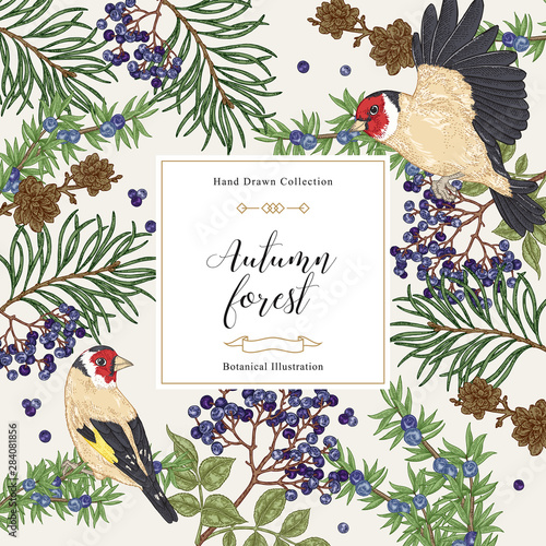 Autumn trees and birds background. Pine, elderberry, juniper branches and goldfinches. Hand drawn vector illustration. Colorful vintage engraving.