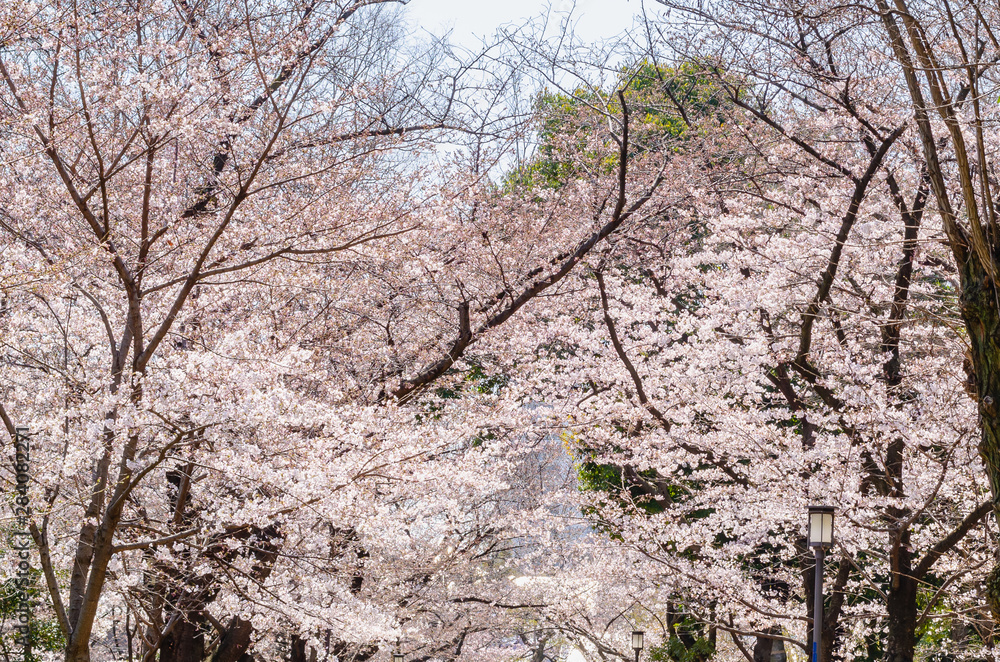 Cherry blossom blooming on the trees above walking street at Osaka castle Japan. Cherry blossom blooming on the trees above walking street at Osaka castle Japan.