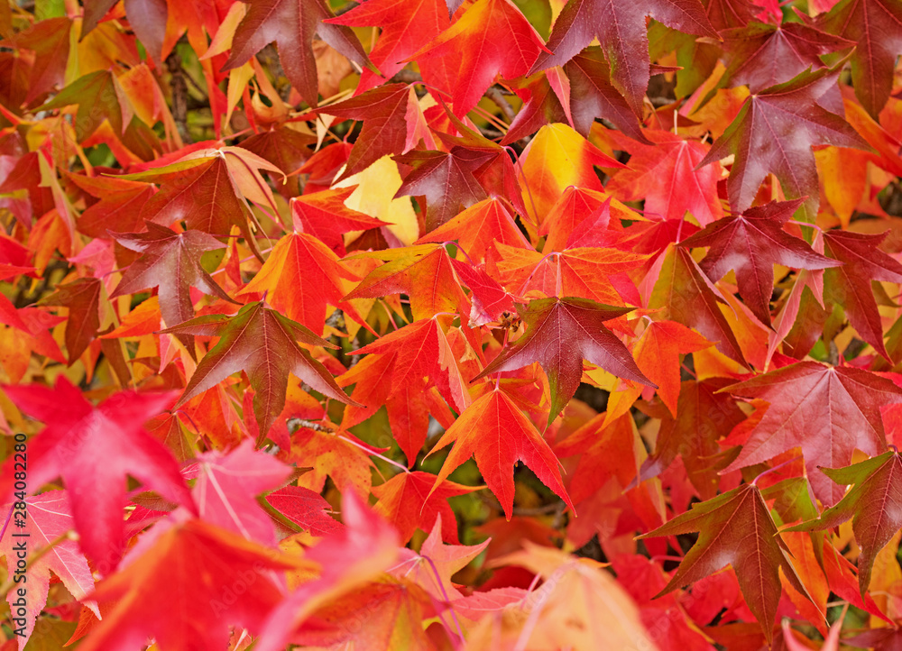 Amerikanischer Amberbaum, Liquidambar styraciflua, im Herbst Stock