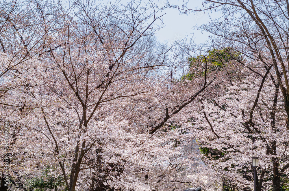 Cherry blossom blooming on the trees above walking street at Osaka castle Japan. Cherry blossom blooming on the trees above walking street at Osaka castle Japan.