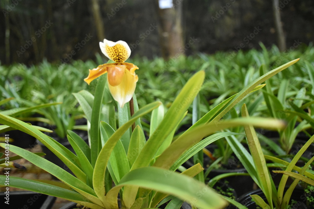 Yellow Paphiopedilum tree