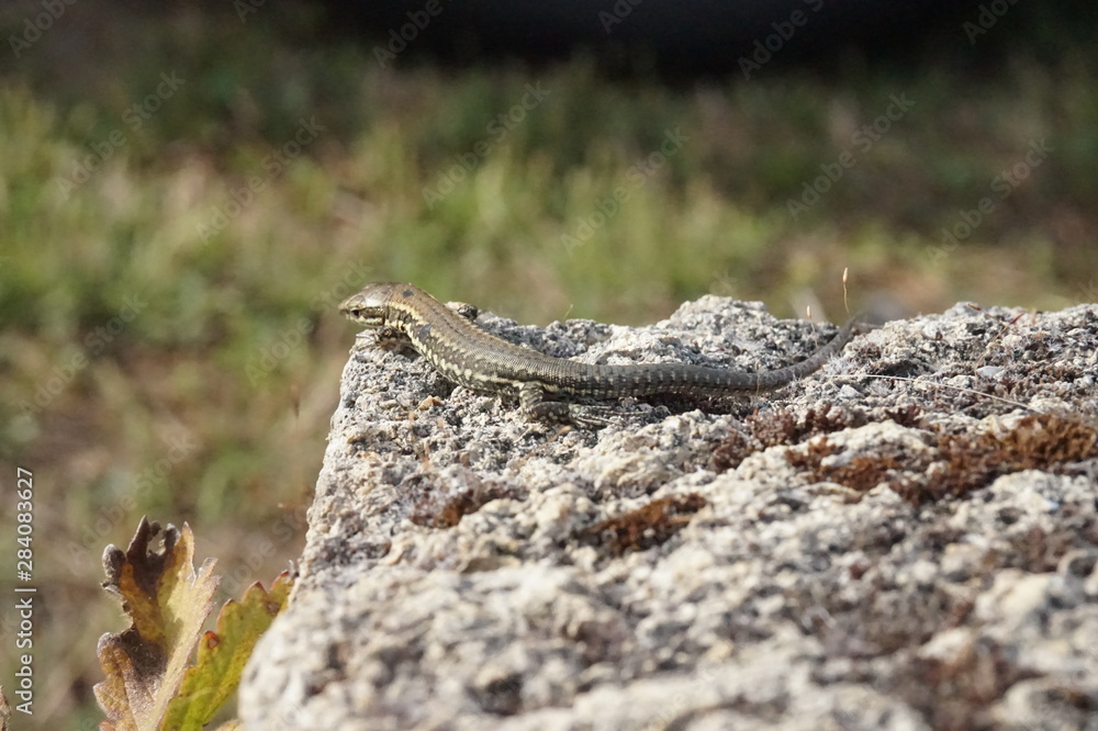 lézard des murailles sur rocher - podarcis muralis lézard des murailles sur rocher - podarcis muralis