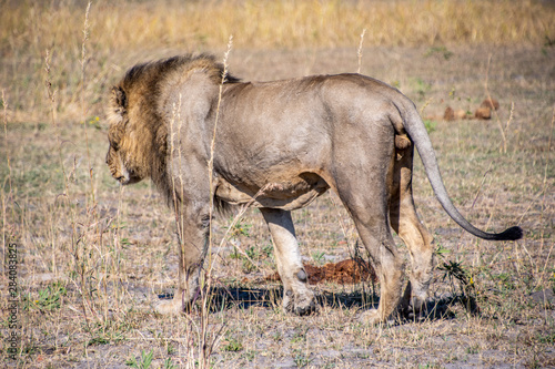 Photography Male lions