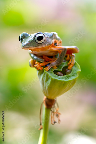 flying tree frog, javan tree frog, wallace frog, rhacophorus reinwartdtii