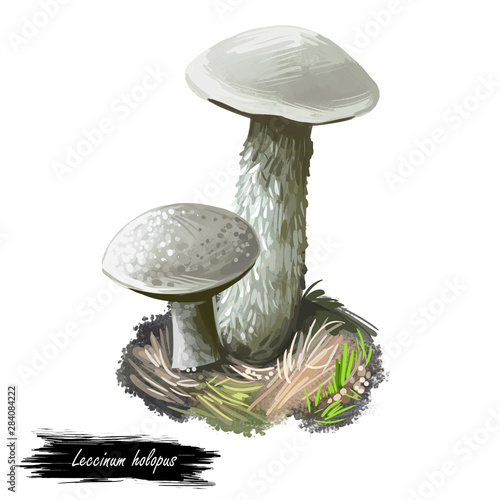 Leccinum Holopus mushroom digital art illustration. Ghost bolete plant growing in grass, plant ingredient ripe edible food fungus watercolor print, vegan meal. Seasonal veggie closeup drawing photo