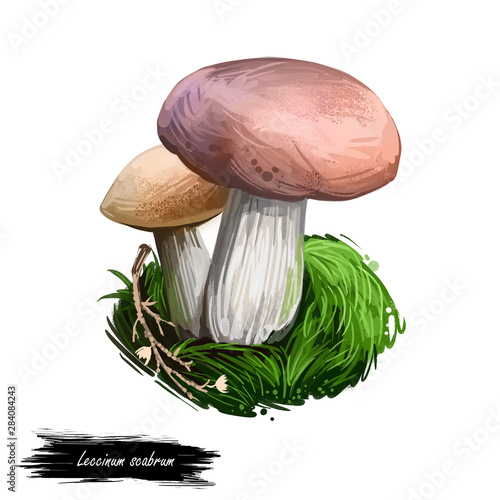 Leccium scabrum mushroom digtal art illustration. Rough-stemmed bolete gwowing by birches watercolor print, scaber stalk, group of fungus. Vegan meal, organic fungi drawing with inscription veggie photo