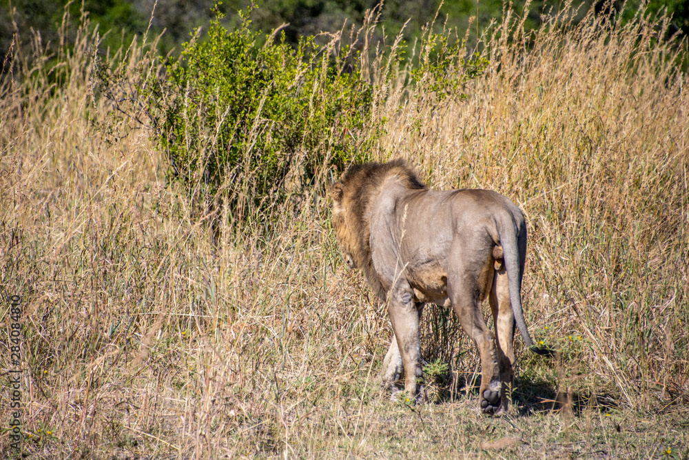 Male lions Male lions